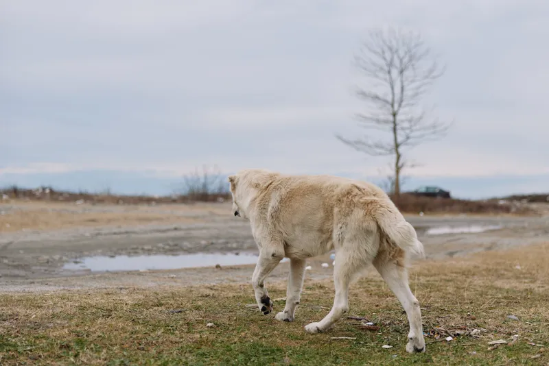 Wolf dog hybrid walking across a bare meadow under an overcast sky, showcasing thick fur, paw movement and tail in a calm, natural outdoor landscape