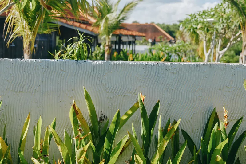 A sunlit garden scene with tall green plants along a white concrete wall, tropical foliage in the background. A calm outdoor moment highlighting greenery in a peaceful yard.