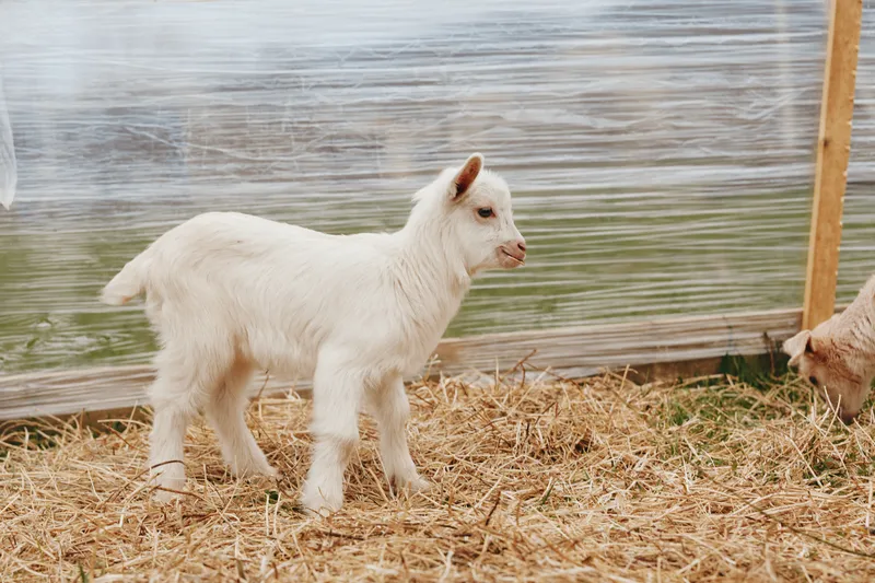 Goat kid stands on straw near shelter in a rural yard, showing curious, peaceful demeanor under sunlight, capturing a rustic outdoor lifestyle moment on a farm