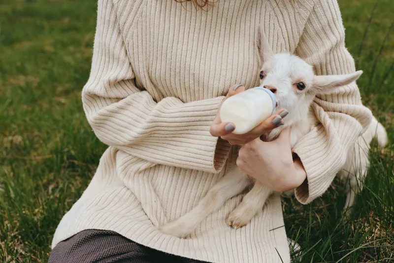 Lifestyle scene of a person in a cozy cream sweater feeding a baby goat with a bottle, outdoors on grass, warm caring moment, rustic countryside setting