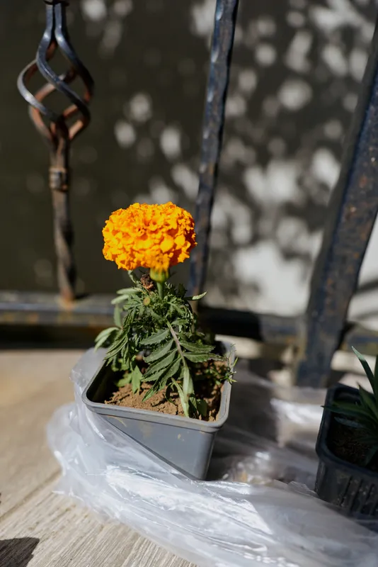 Vivid marigold plant in a small pot on a balcony, sunlight highlighting leaves, urban gardening concept, plant care, natural charm, simple cheerful mood
