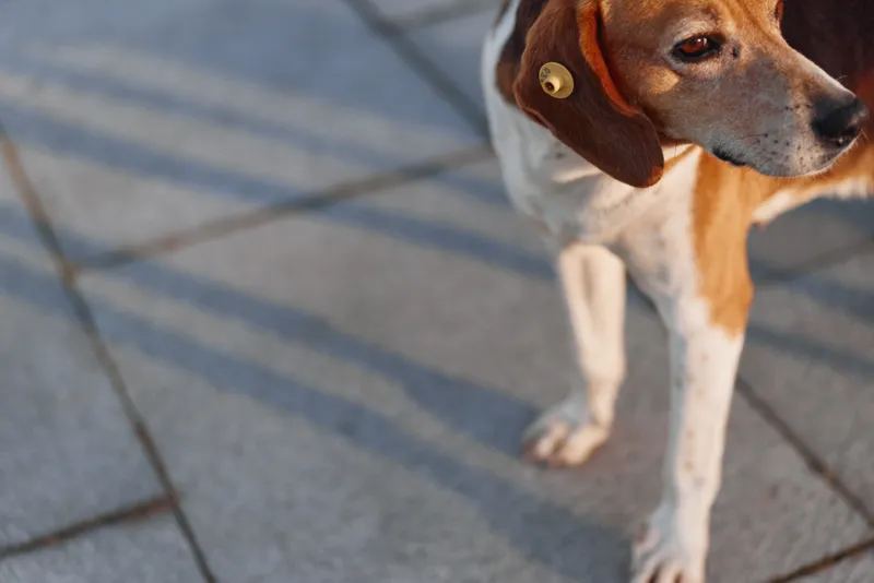 A beagle dog stands on sunlit pavement, looking to the side, wearing a collar with a small tag, captured in a candid outdoor moment on a city sidewalk, calm and curious today.