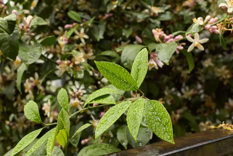 Closeup of glossy leaves with water droplets after rain in a garden setting, highlighting nature, freshness, and outdoor plant life