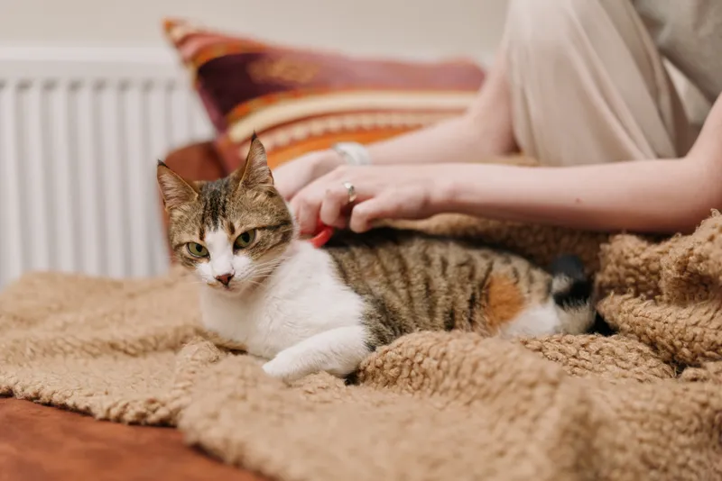 Woman lifestyle indoors, gently petting a domestic cat on a beige blanket, cozy home interior, warm soft light, relaxed posture, calm mood, peaceful companionship, beige textures