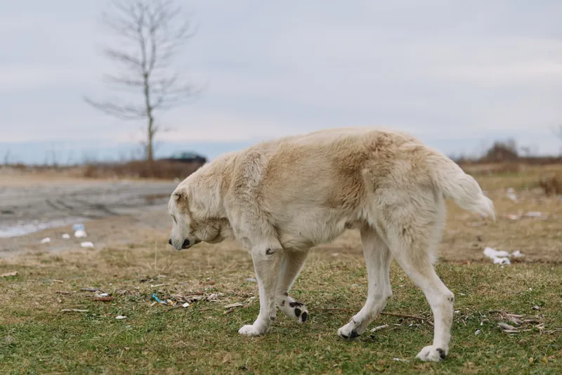 Dog walking alone in a grassy field under an overcast winter sky, a calm animal explores the sparse ground with bare trees in the distance and a quiet natural landscape.