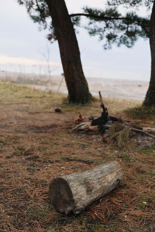 Log and coastal scene with a fallen trunk on pine needle ground near a quiet shoreline, trees frame the beach, soft light and natural texture of weathered timber