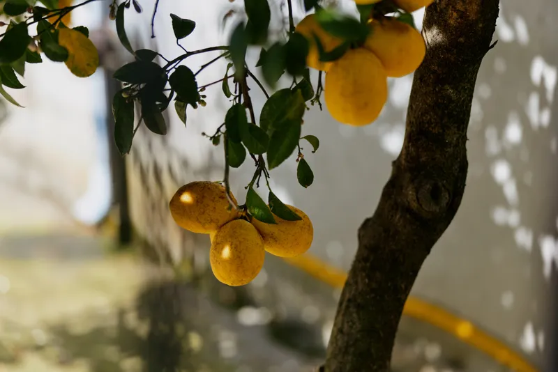 Bright lemons hang on a sunlit tree in a peaceful backyard, fresh fruit growing among green leaves. Outdoor scenery highlights nature, health, and harvest moments. Soft morning light glow.