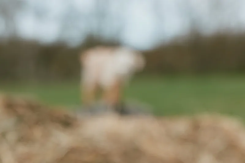 Goat kid exploring a rural farmyard, blurred background with hay, natural light, candid lifestyle scene, gentle curiosity in an outdoor setting, simple rustic farm life and peaceful mood.