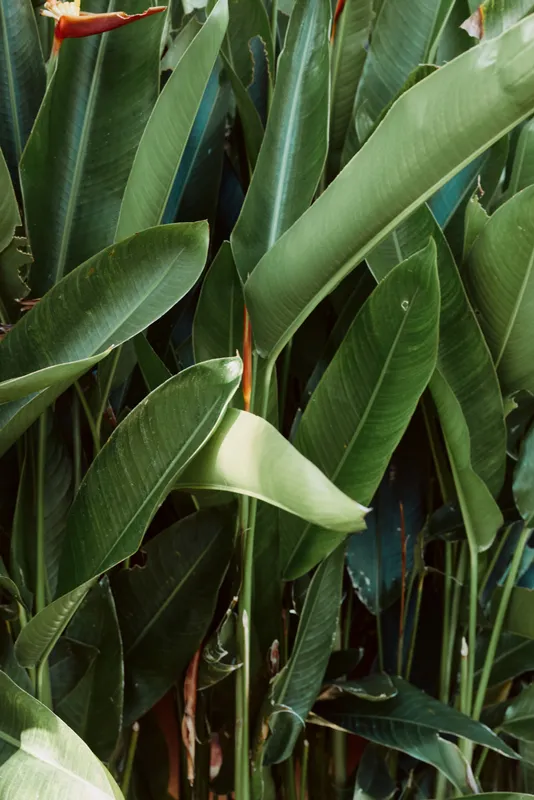 Green tropical leaves densely packed, natural sunlight highlighting textures, lush foliage, vibrant outdoor garden scene, fresh and healthy plant growth, nature background
