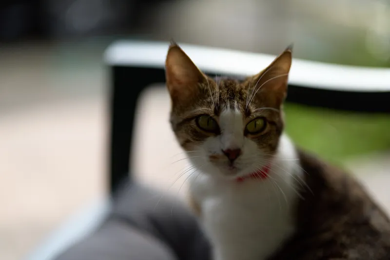 Curious tabby cat sits outdoors, looking toward the camera with alert ears, sunlight highlighting fur, a blurred green background, intimate close up and calm mood