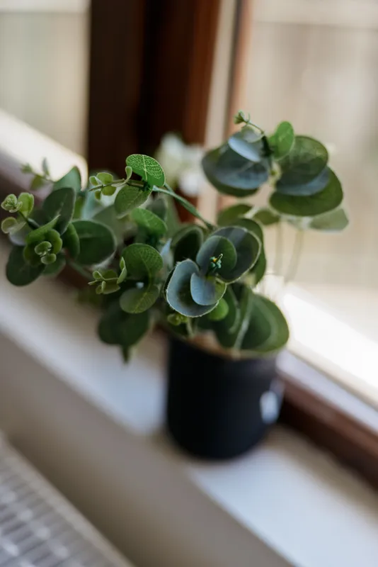 Close up of a potted eucalyptus plant on a sunny windowsill, soft daylight, blurred background, showcasing home greenery, decor, calm atmosphere, and natural wellness