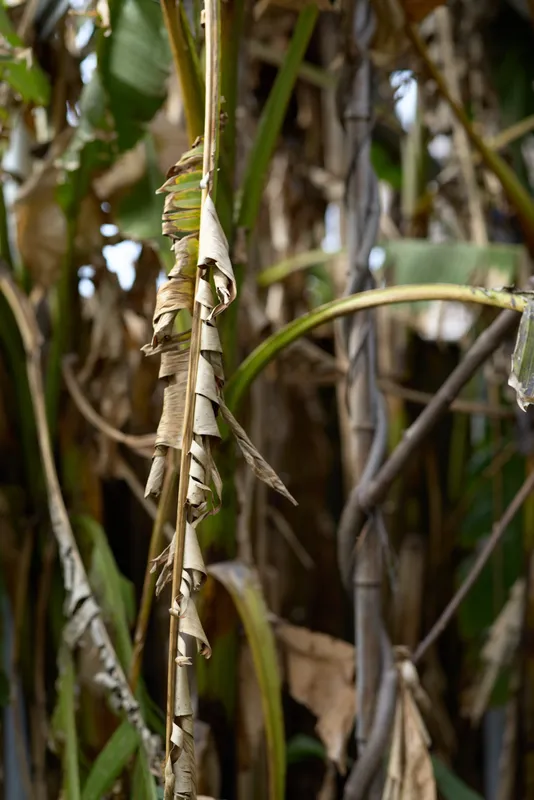 Close up of dry brown stalks with withering leaves and peeling bark creating a textured natural scene in dense tropical undergrowth