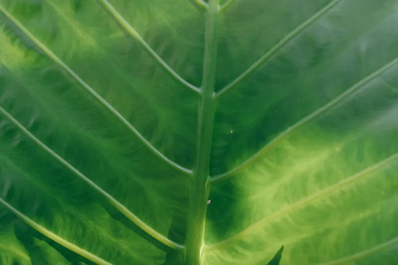 A closeup of a green leaf reveals intricate veins and texture, showcasing natural botanical beauty in a calm, fresh moment suitable for lifestyle photography and nature themes.