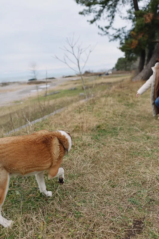 Dog walking along a grassy shore with a leash in hand, a person nearby, calm coastal scenery, distant water, scattered trees, and an open outdoor moment