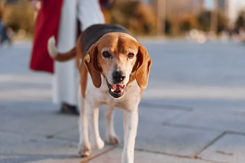 Beagle dog walks on a paved street with a person holding its leash during a sunny day in an urban park setting.