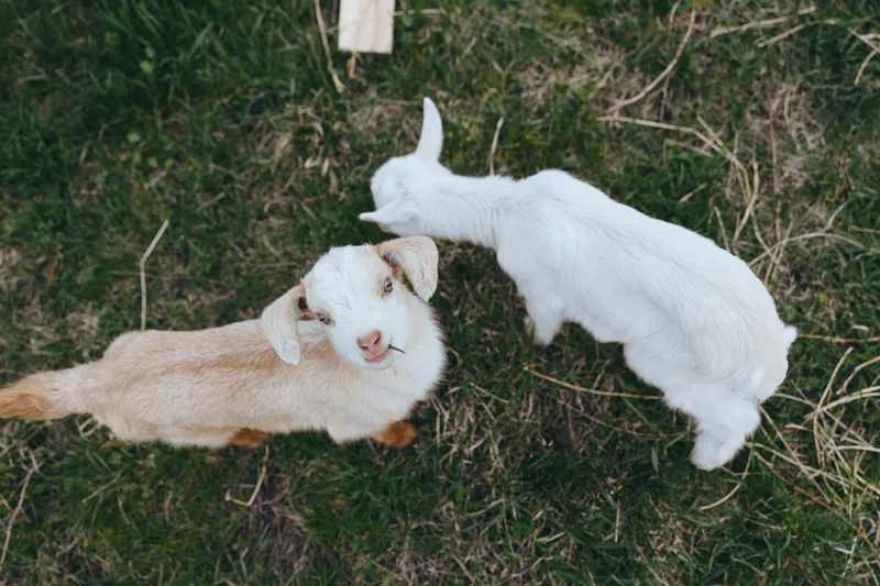 goat, kid, animals, pasture, grass, outdoors, playful, siblings, two goats in a sunlit meadow, grazing together, cheerful and curious, rustic farm mood, natural colors, gentle breeze, peaceful scene
