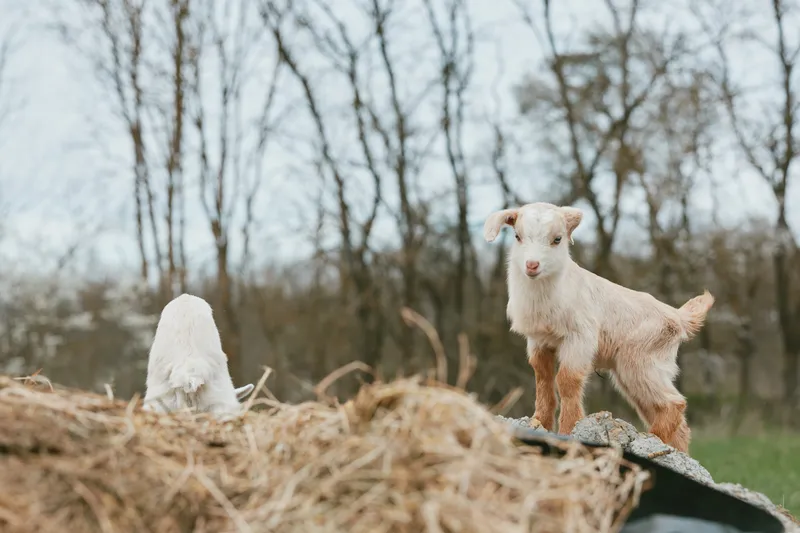 Goat kid on a hay pile beside a fence in a sunny farmyard, outdoors, expressing curiosity and playfulness. A lifestyle scene of rural life, rustic charm, and simple, wholesome nature.