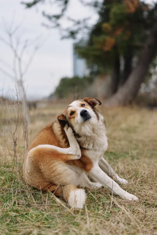 Dog relaxing in a grassy park, brown and white coat, gentle gaze and calm presence, outdoor scene with trees and open space.
