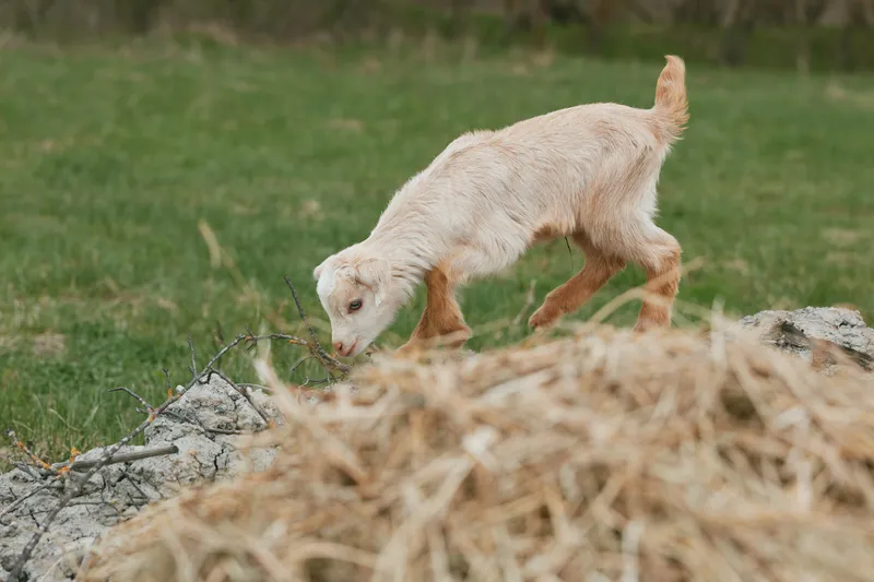 Goat, kid, animal, outdoors, meadow, grass, field, sunny, natural, wildlife wanderer in a bright pastoral moment as a young goat investigates rocks near a straw pile