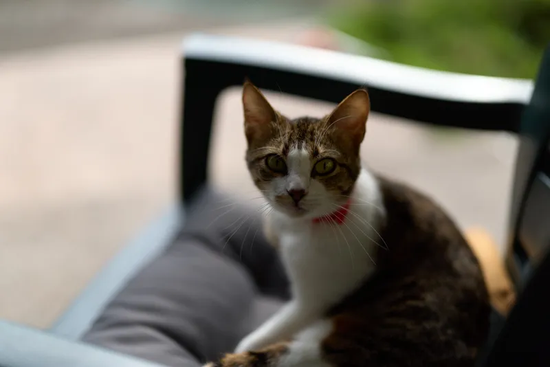 Domestic cat with tabby fur and white chest sits on a cushioned chair outdoors looking attentively at the camera in soft natural light.