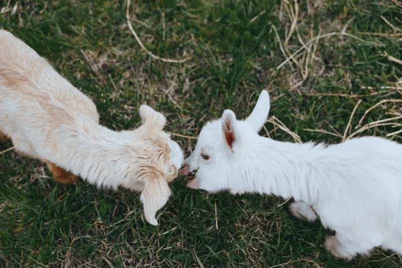 Two goats greet each other on grass, close up of heads, playful rural moment, natural outdoor light, friendly interaction on a farm setting, candid livestock scene, gentle intimacy between youngsters