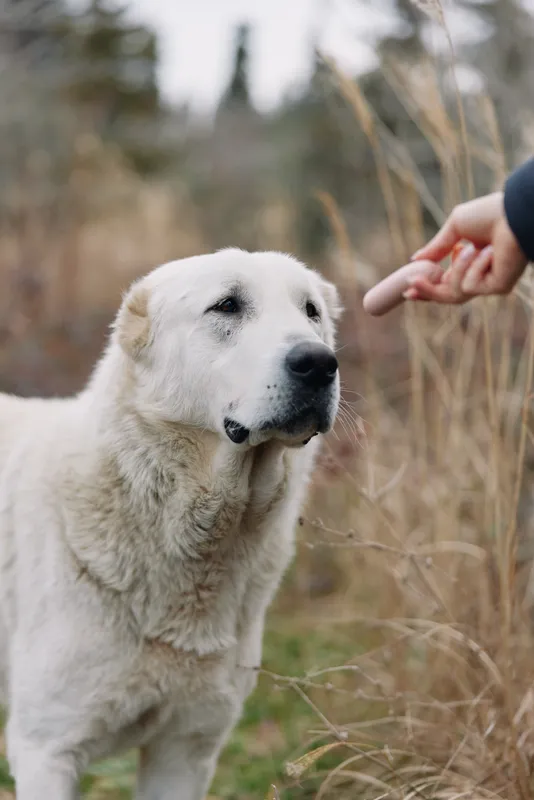 Dog, canine, pet, interaction, outdoor, nature with hand reaching toward a calm white dog in a field, gentle moment of connection and trust.