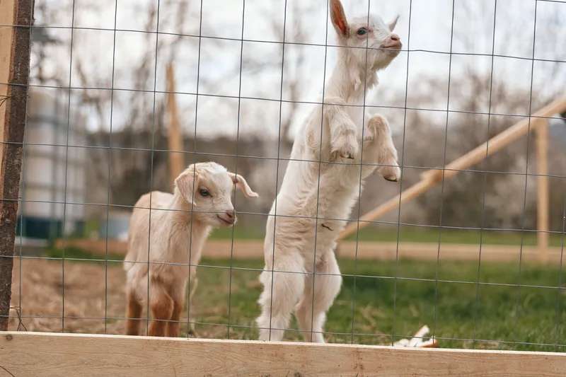 Two young goat kids stand by a wire fence in a rural yard, sunlight on soft coats, showcasing a calm farm lifestyle, outdoor nature, and gentle curiosity.