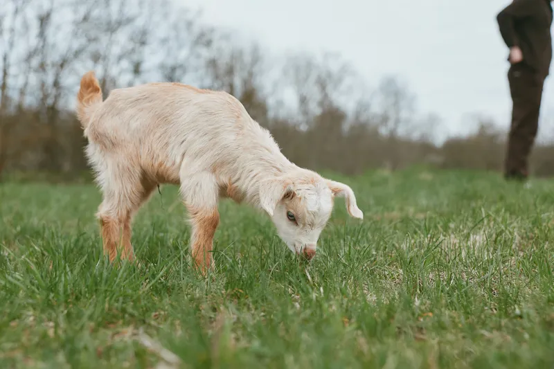 Goat kid grazing in a grassy field, with soft overcast light and a distant figure in the background, lifestyle outdoor scene, simple farm setting, natural tones, calm and peaceful moment