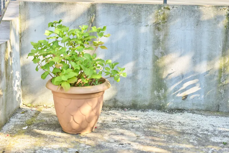 Small potted plant on a concrete outdoor surface against a weathered wall, showcasing green leaves and a simple natural mood, calm and minimalist