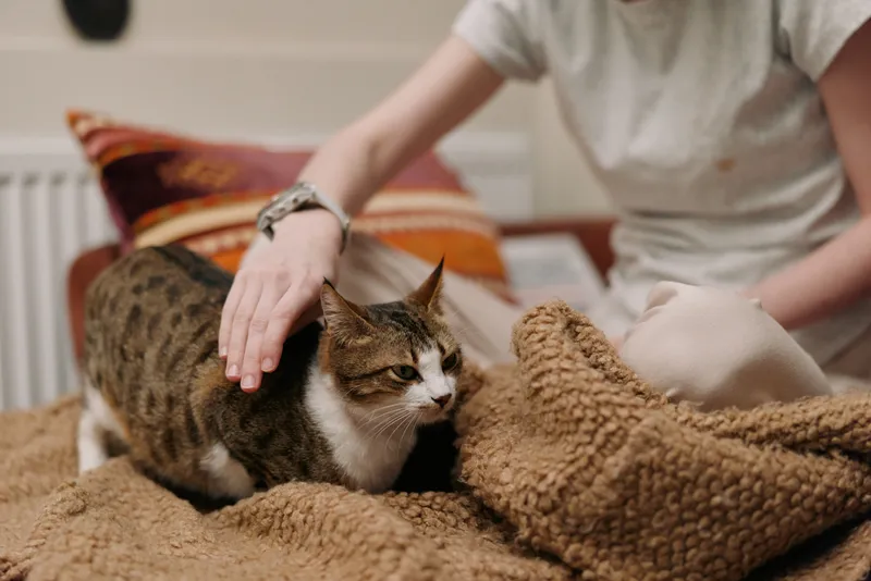 Woman lifestyle scene with domestic cat on sofa while she practices petting it, cozy home atmosphere, soft texture blanket, warm affectionate moment, calm indoor lighting, close view together