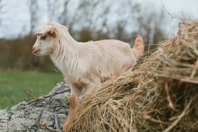 Goat kid standing on hay near a rustic farm fence in an outdoor meadow, showcasing a lively lifestyle scene. Natural light and curiosity define this wholesome rural moment.