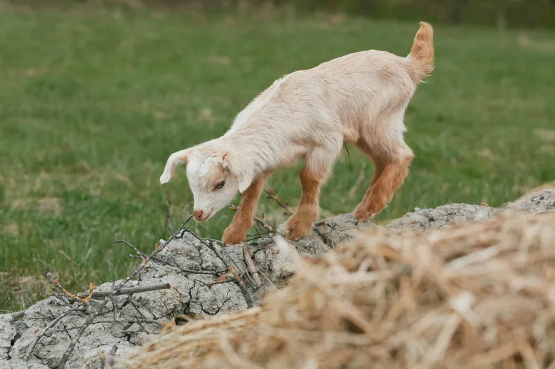 Goat kid exploring a rocky edge in a grassy pasture, sunlight highlighting soft fur. A curious, playful moment in a natural farm setting, with rustic outdoor ambiance and calm rural vibes.
