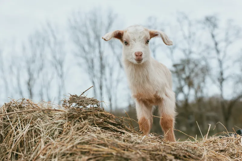 Goat kid stands on straw in a rural outdoor scene, curious and alert, with bare trees in the background, simple natural setting, bright daylight, calm atmosphere, ideal for lifestyle and animal