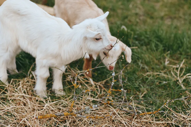 Two young goats graze on a grassy field near straw, capturing a simple rural lifestyle moment, curious playful mood, outdoor farm scene, natural light and candid composition