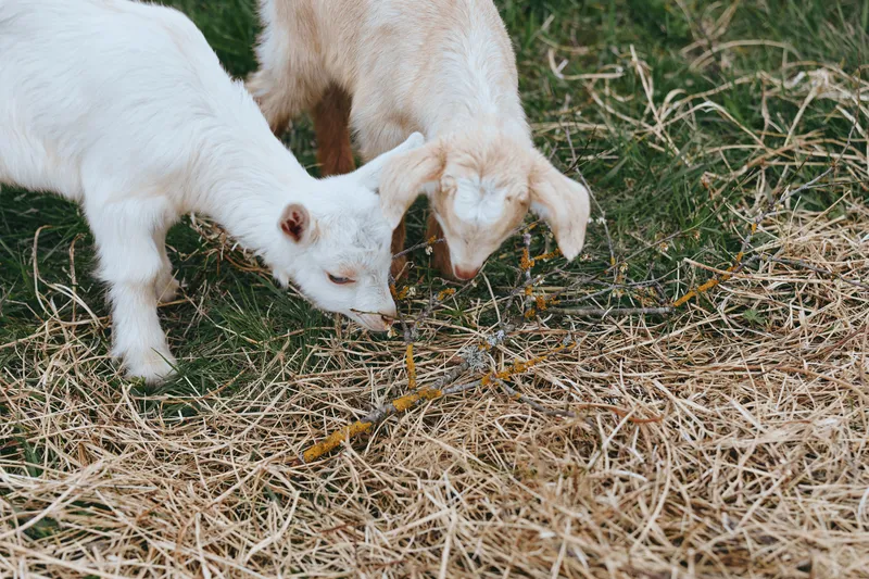 Goats grazing near straw in a bright farmyard, capturing a candid rural moment. A calm lifestyle scene focused on nature, animals, and everyday farm life.