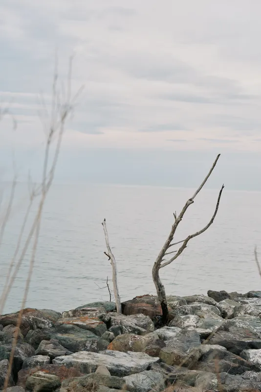 Bare branches of a small tree grow from rocky shore against calm sea and cloudy sky. The muted colors and peaceful water create a serene natural coastal landscape scene.