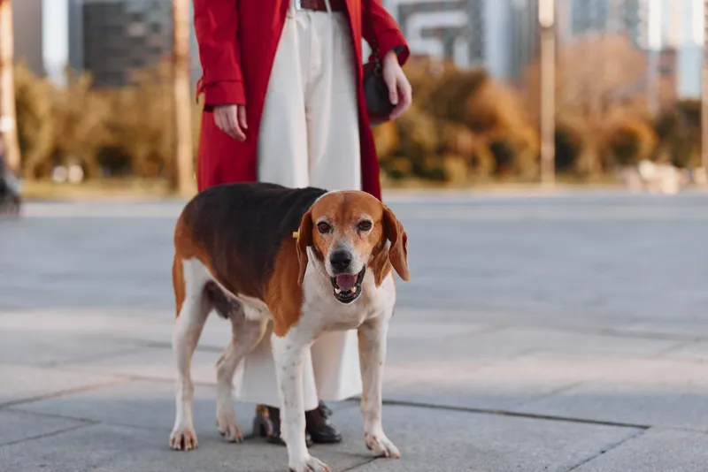 Beagle dog stands on the pavement in front of a woman wearing a red coat and white pants during an urban walk on a sunny day.