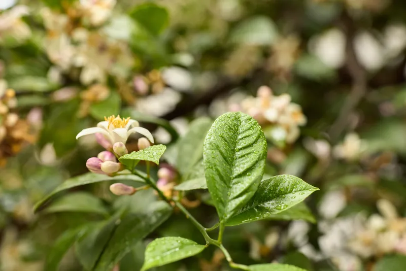 A close up of glossy green leaves and delicate pink buds in a sunlit garden, highlighting natural textures and a peaceful, everyday nature moment suitable for lifestyle stock