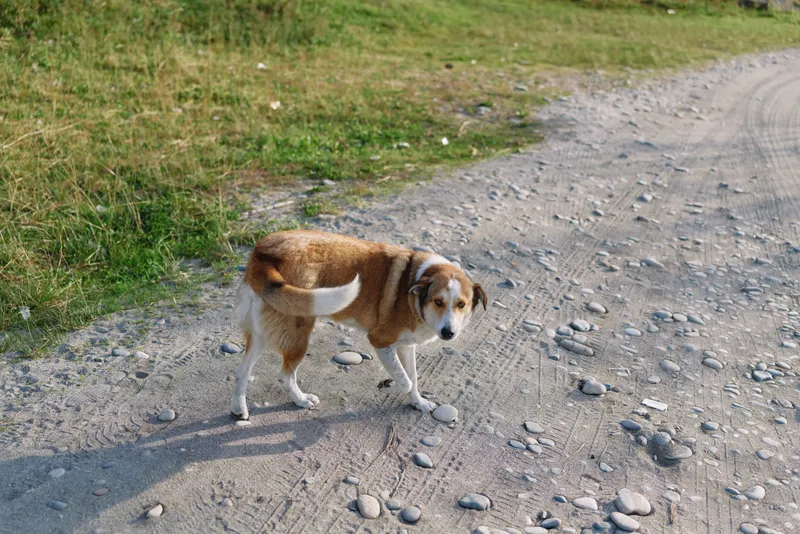 Beagle like dog standing on a gravel path in a sunny outdoor setting, grass edge, curious expression, natural light and shadows creating a peaceful pet adventure mood for stock photography.