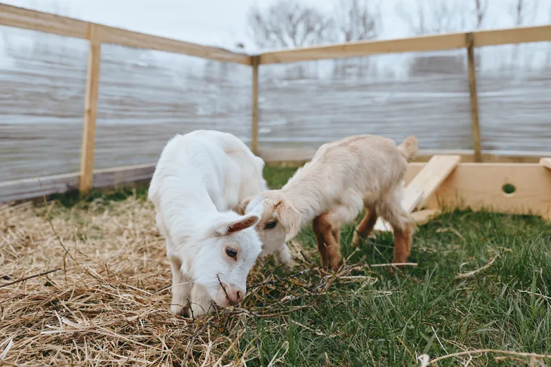 Cheerful goats grazing in a straw covered pen, a white adult and curious kid explore near a wooden fence, sunlit rural scene, warm tones, simple rustic lifestyle
