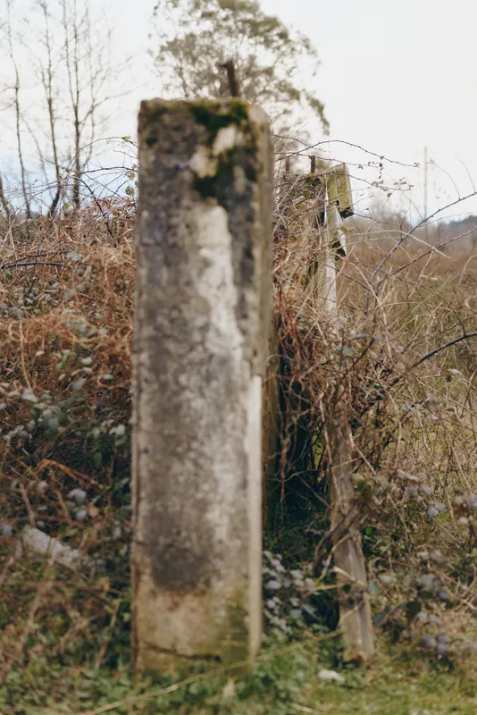 Nature outdoors scene with fence, concrete post, dry bushes and leafless trees, rustic landscape in muted light, abandoned rural property, calm documentary style, copy space