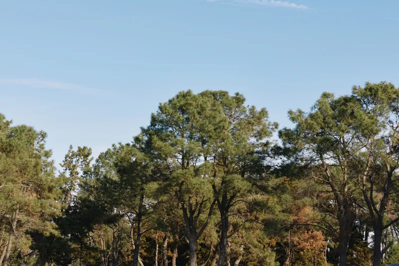 Forest trees, canopy, landscape, nature, woodland with a blue sky and sunlit treetop view, showcasing peaceful outdoor scenery and vibrant foliage across a natural woodland setting