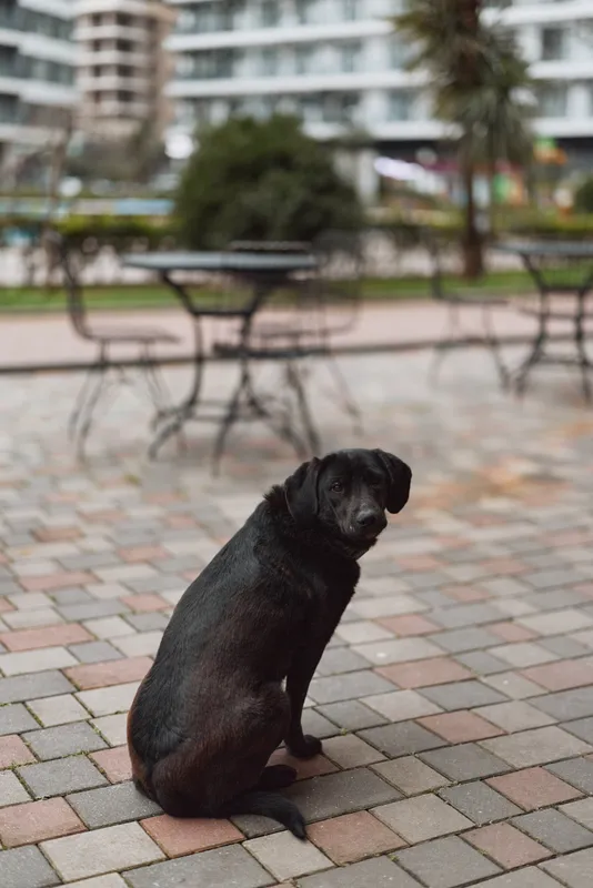 A black dog with short fur sits on a tiled urban pavement looking back over its shoulder with a blurred outdoor café table and chairs in the background.