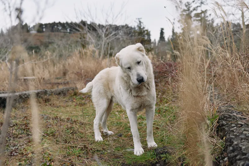 Dog, animal, white, outdoor, field, grass, standing, calm, curious, solitary, rural, landscape, this scene captures a white dog exploring a grassy field beside a stone wall on a quiet day. The image