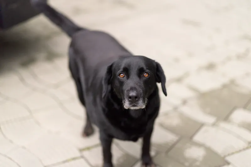 A black Labrador retriever stands on a paved surface looking attentively at the camera with soft natural lighting highlighting its shiny coat and expressive eyes.