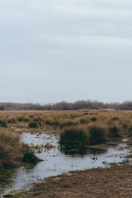 Marsh wetland landscape outdoor nature water reeds grass field cloudy sky, shallow puddles mirror gray clouds, quiet rural outdoors, muddy ground, natural muted colors, wide horizon