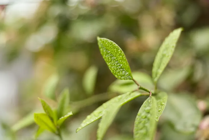 Close up of vibrant green leaves with droplets on a sunny day, a calm natural moment captured in soft light