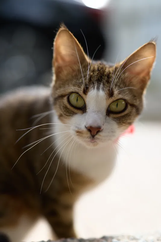 A closeup portrait of a curious tabby cat with green eyes and a pink collar indoors, gazing at the camera with a soft, attentive expression.