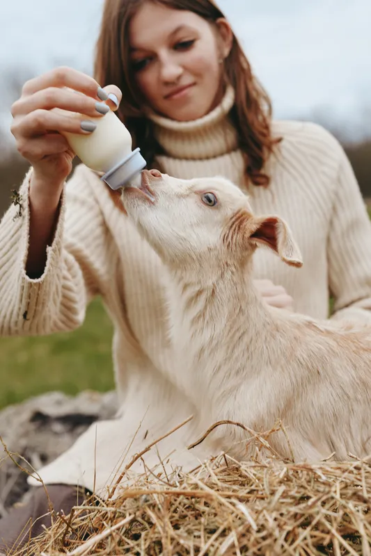 Young woman in a beige sweater feeds a baby goat with a bottle while sitting on hay outdoors on a cloudy day in a lifestyle farm setting.