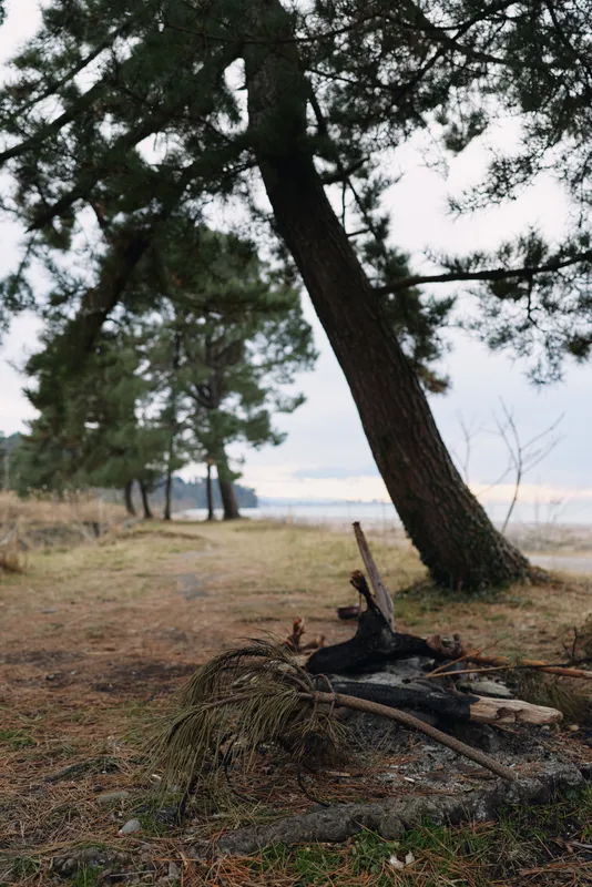 Forest scene with tall trees by a calm lake, fallen log and campfire debris in the foreground, tranquil nature setting and natural shoreline.